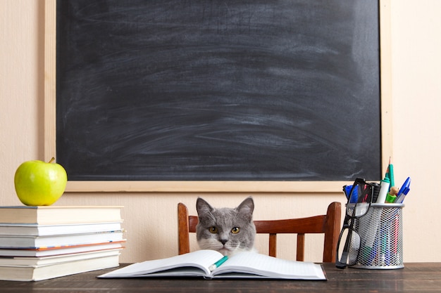 Gato gris se sienta en una mesa con libros y cuadernos, estudiando en casa.