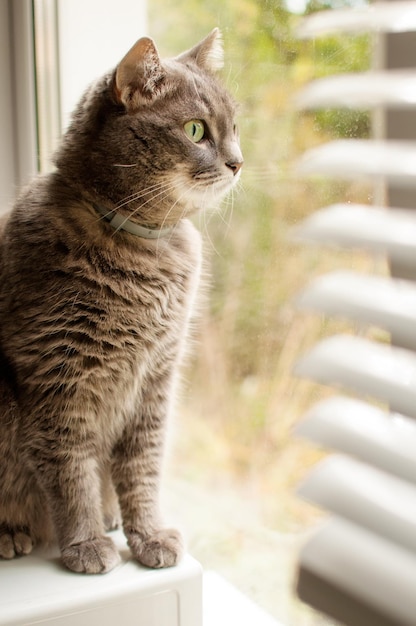 Un gato gris se sienta y mira por la ventana sobre un fondo borroso de persianas en formato vertical