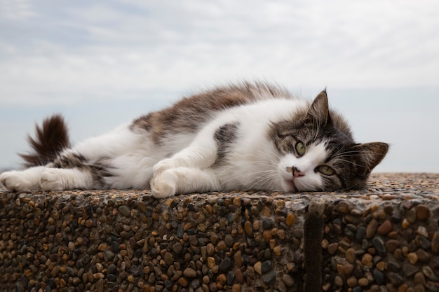 Gato gris se sienta en un primer plano de piedra con el telón de fondo de una orilla del mar borrosa