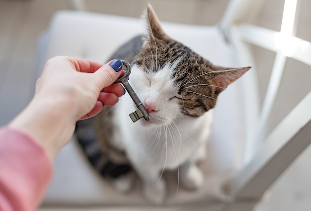 Gato gris se sienta en una silla, una mano femenina le tiende una llave. Clave para el nuevo hogar, concepto de casa nueva