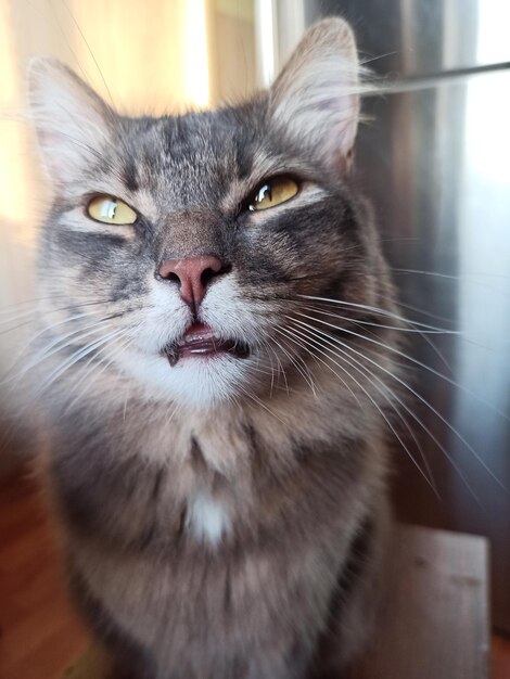 Foto el gato gris se sienta en una silla y se ve misteriosamente