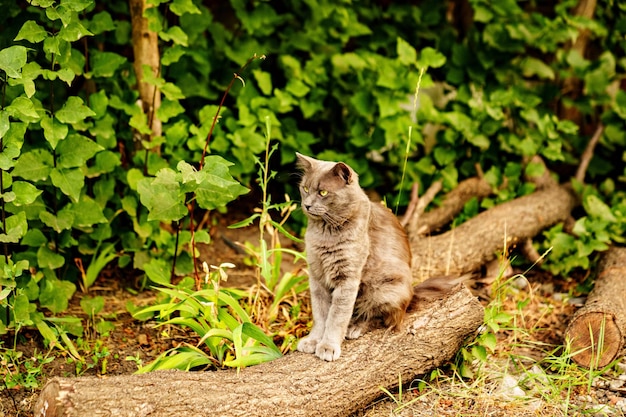 Un gato gris se sienta en el tronco de un árbol talado en el parque