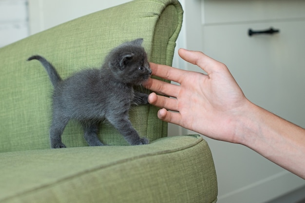 Gato gris en un sillón verde. Gatito en los muebles. animales en la casa.