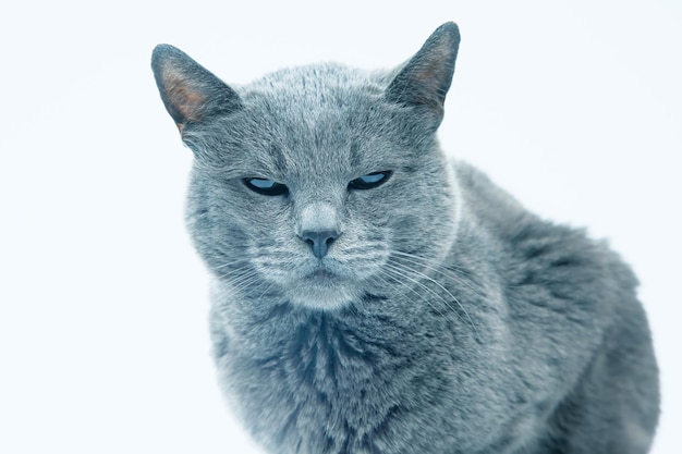 Gato gris sobre un depredador de gato de fondo blanco