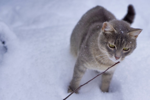 Gato gris sobre fondo blanco como la nieve