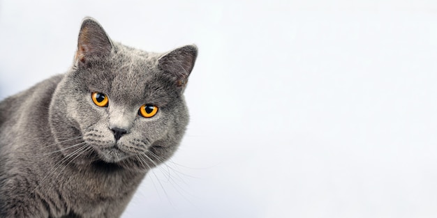 Gato gris sobre un fondo blanco, gato escocés recto mira en cámara