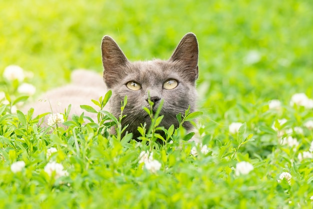 Gato gris sobre hierba