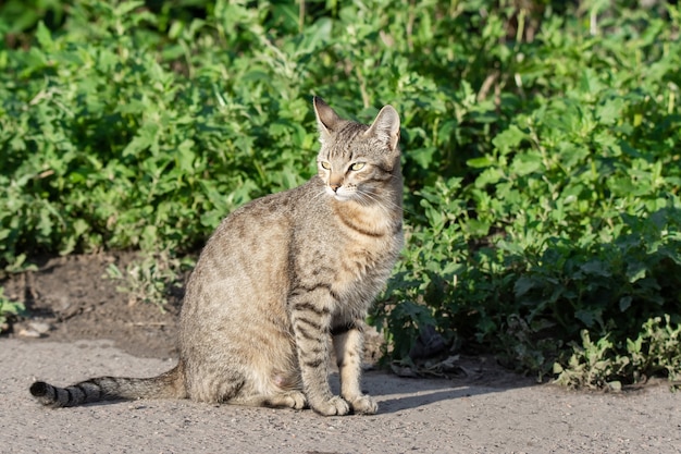 Gato gris sobre hierba