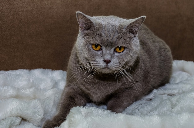 Gato gris sobre una manta