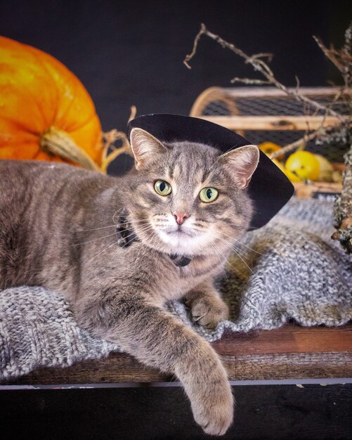 Un gato gris con sombrero yace sobre un plaid junto a una calabaza