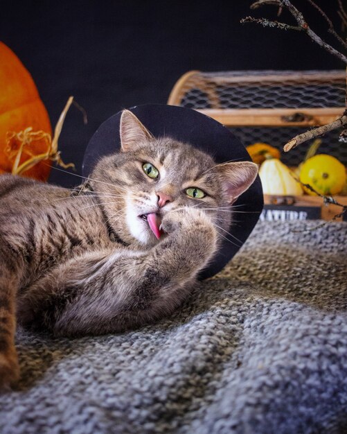 Un gato gris con sombrero yace sobre un plaid junto a una calabaza