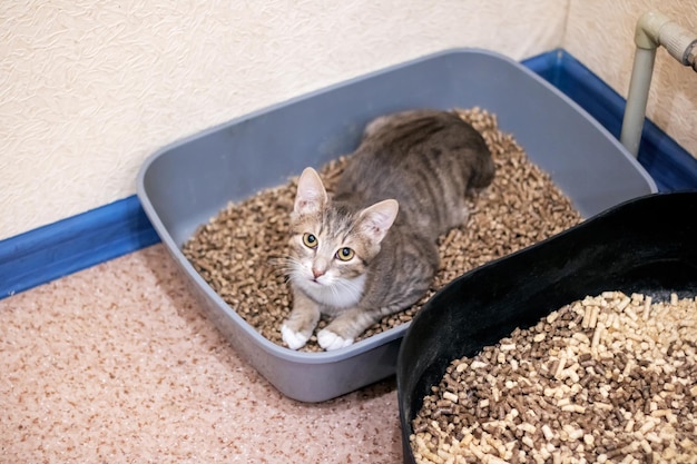 Foto gato gris tendido en una caja de arena de primer plano