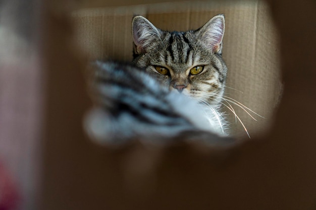 Foto gato gris yace en una caja