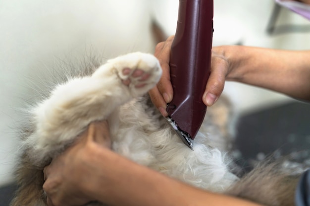 Gato, grooming, groomer, corte, cabelo, de, gato, em, a, salão beleza, para, cachorros, e, gatos