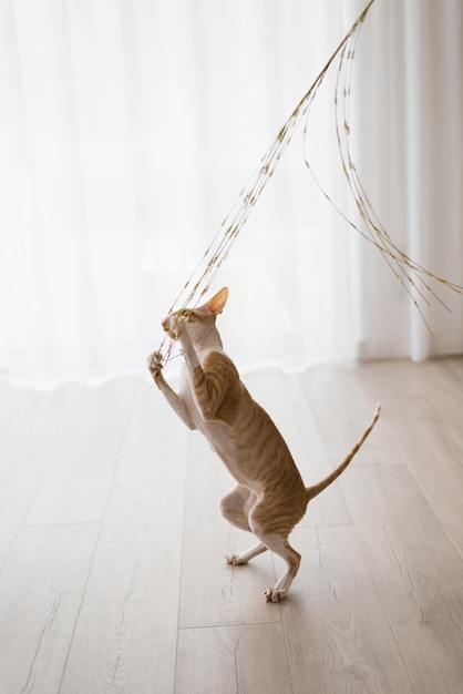 Gato guapo de pelo blanco rojo Cornish Rex juega con un juguete en casa