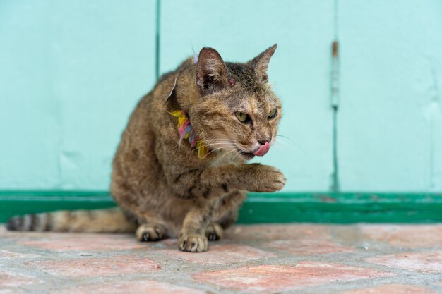 gato hambriento en la calle