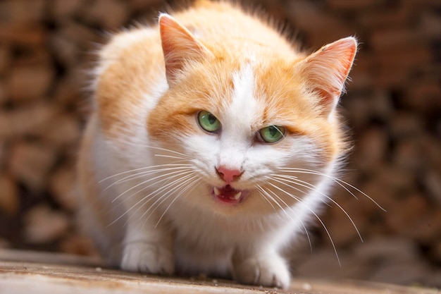 gato hambriento castaño