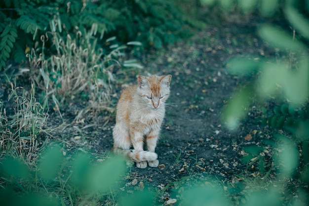 Gato hambriento y cuidado abandonado sin hogar