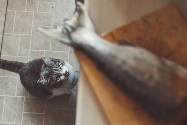 Un gato hambriento espera obedientemente la comida y mira la cola del pez en la tabla de cortar Mira de abajo hacia arriba