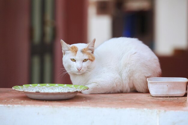 gato hambriento esperando comida