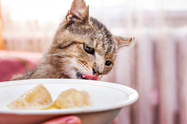 Un gato hambriento está cerca de un plato con comida