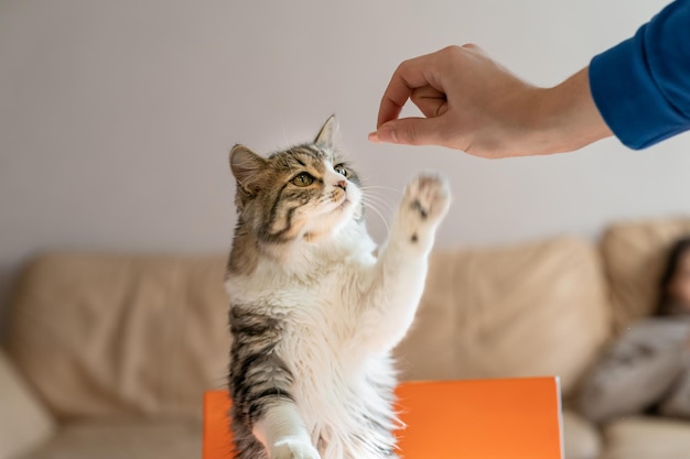 Gato hambriento se sube a la mesa en busca de comida