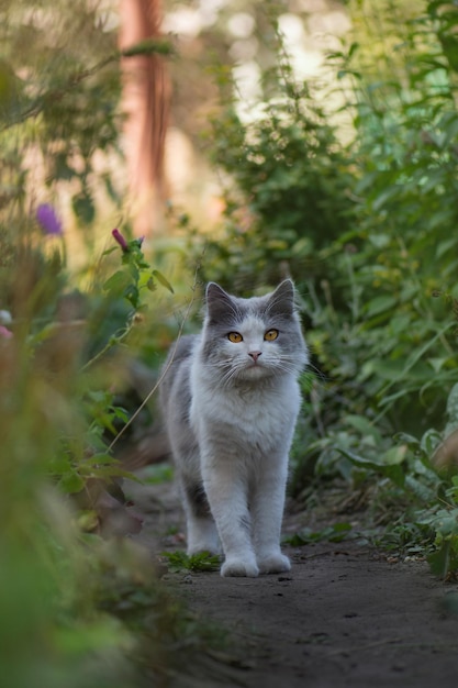 Gato hermoso feliz se encuentra en el jardín entre los árboles Retrato al aire libre de gato jugando con flores en un jardín