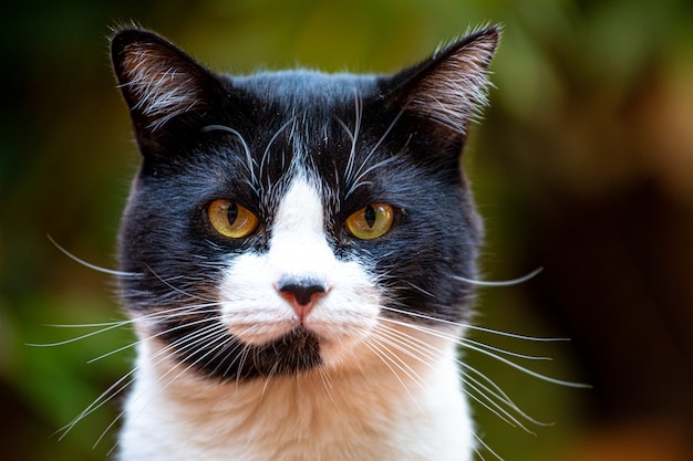 Gato hermoso negro y amarillo en la naturaleza