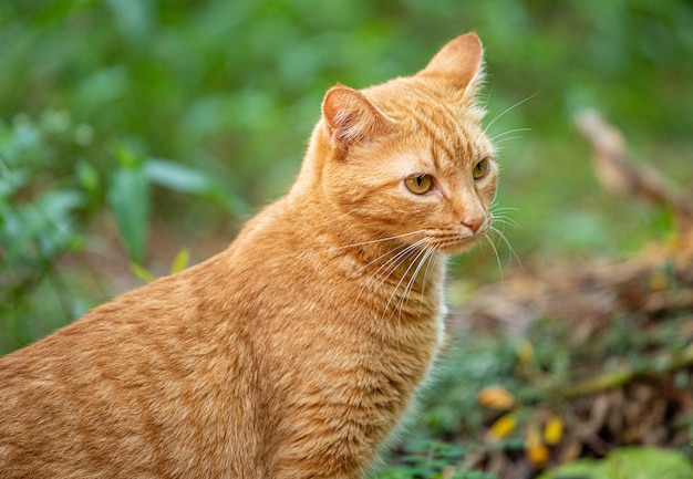 Gato hermoso negro y amarillo en la naturaleza