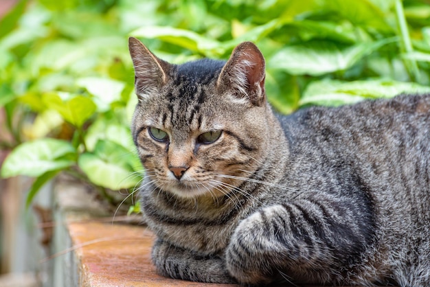 Gato hermoso y perezoso gato rayado descansando en el enfoque selectivo de la luz natural de la mañana