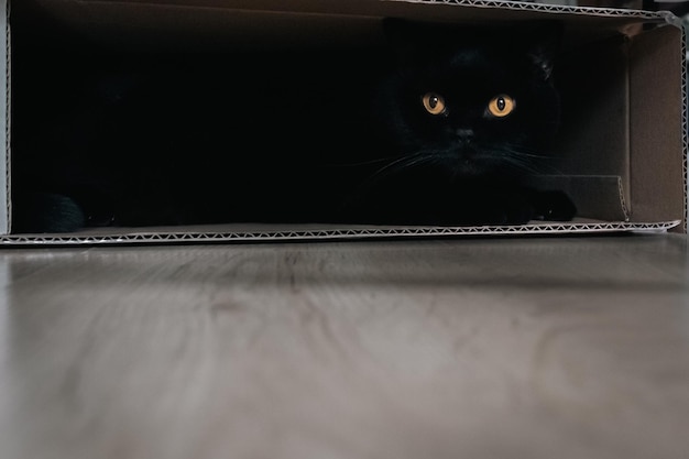 Gato heterosexual escocés Gato negro de pura raza Un gato en una caja de cartón Una mascota juguetona Un animal escondido