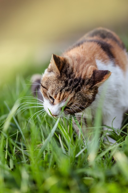 Gato en la hierba, Gato en el campo de hierba en un jardín