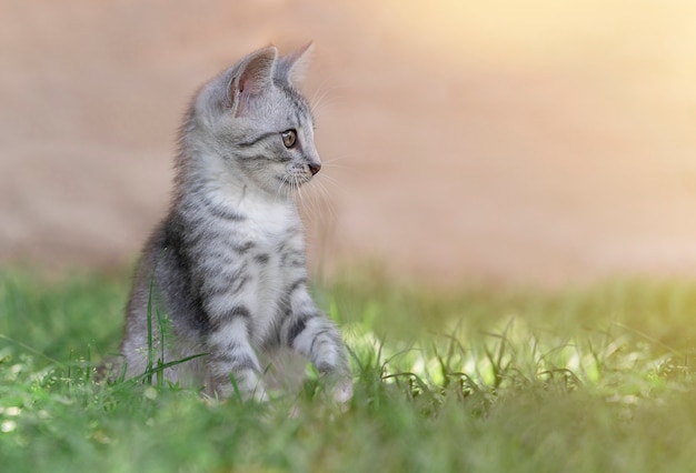 Gato en la hierba verde en verano. Hermoso gato gris con ojos amarillos