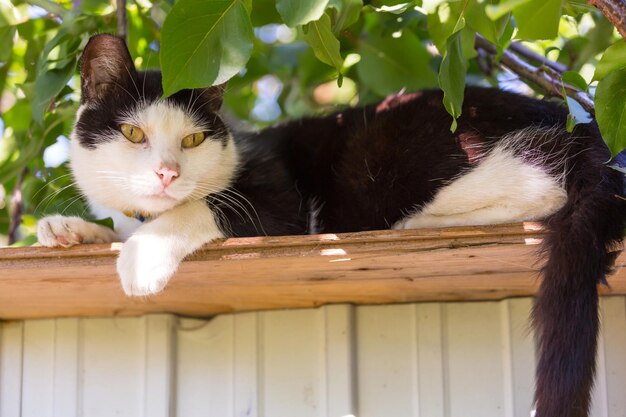 Gato en la hierba verde