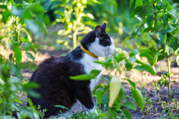 Gato en la hierba verde