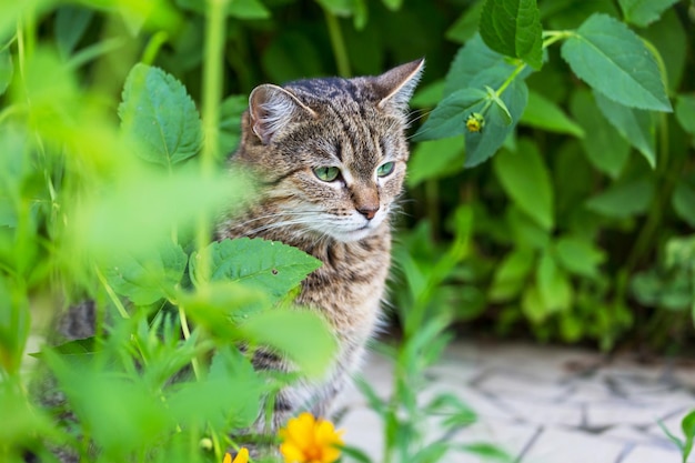 Gato en la hierba verde