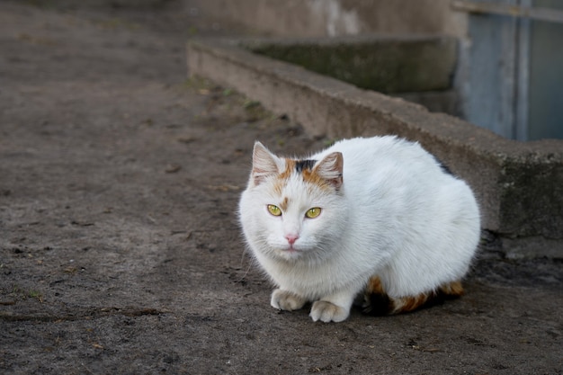 Gato sin hogar blanco mirando a cámara