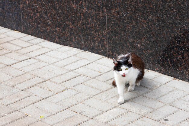 Gato sin hogar en una calle de la ciudad. Gato blanco y negro hambriento callejero.