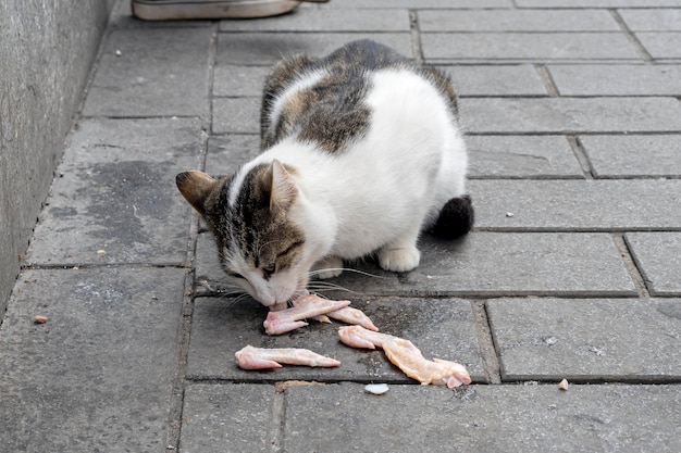 Gato sin hogar comiendo carne en una calle de Estambul, Turquía