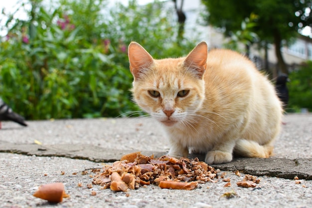 gato sin hogar comiendo comida en la calle problema de animales solitarios hambrientos