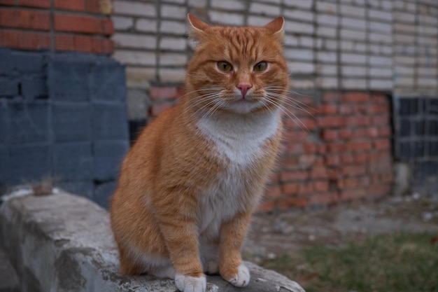 gato sin hogar en Kolomna Rusia