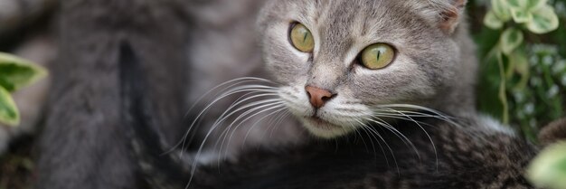 Gato sin hogar madre gato y gatitos en la calle