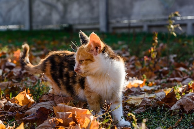 Gato sin hogar en un parque de la ciudad en otoño