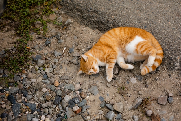 Gato sin hogar sin raza en refugio para pasear por la calle