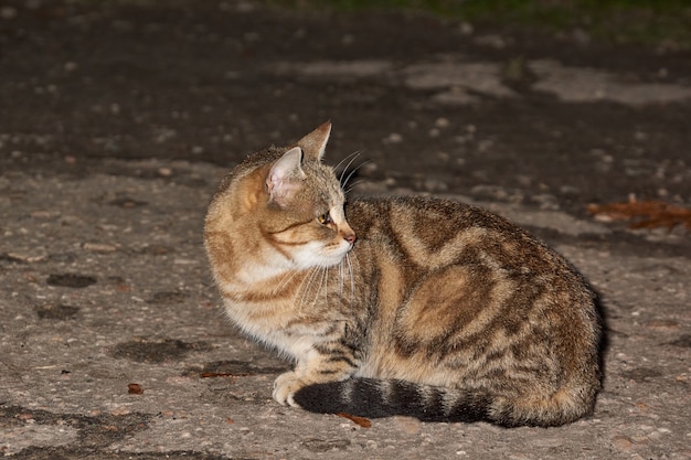 Un gato sin hogar se sienta en la carretera y espera los dulces de la gente que pasa.