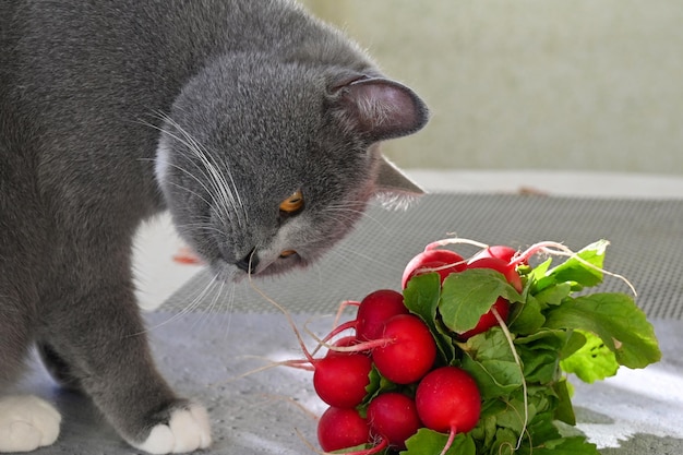 El gato huele las verduras que están sobre la mesa.