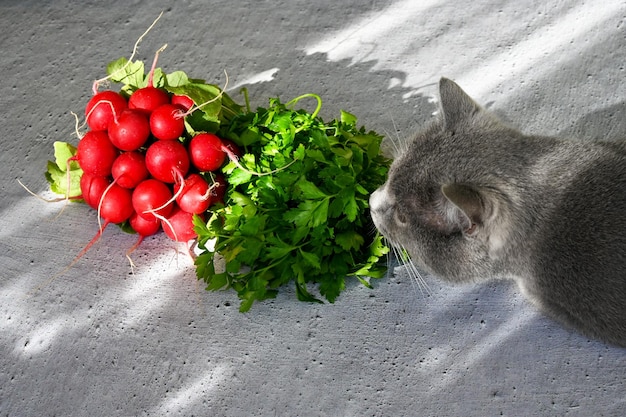 El gato huele las verduras que están sobre la mesa.