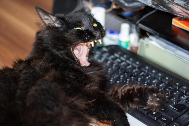 Gato impudente negro tendido en el teclado