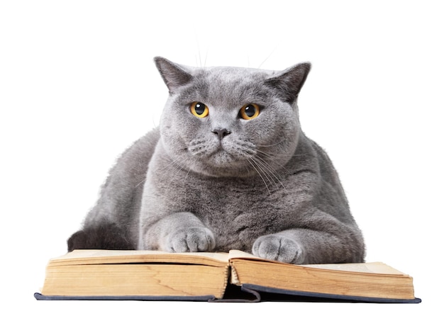 Gato inteligente leyendo un libro aislado sobre fondo blanco raza británica de pelo corto