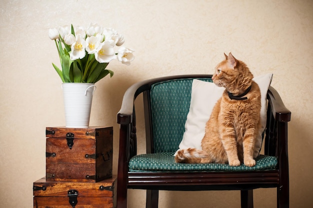 Gato interior de la casa